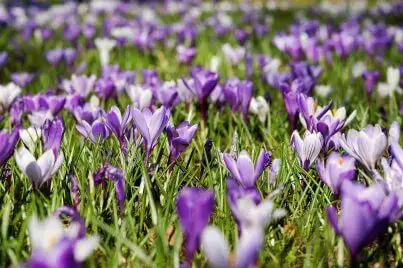 Crocus Atlanta