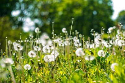 Dandelions in grass