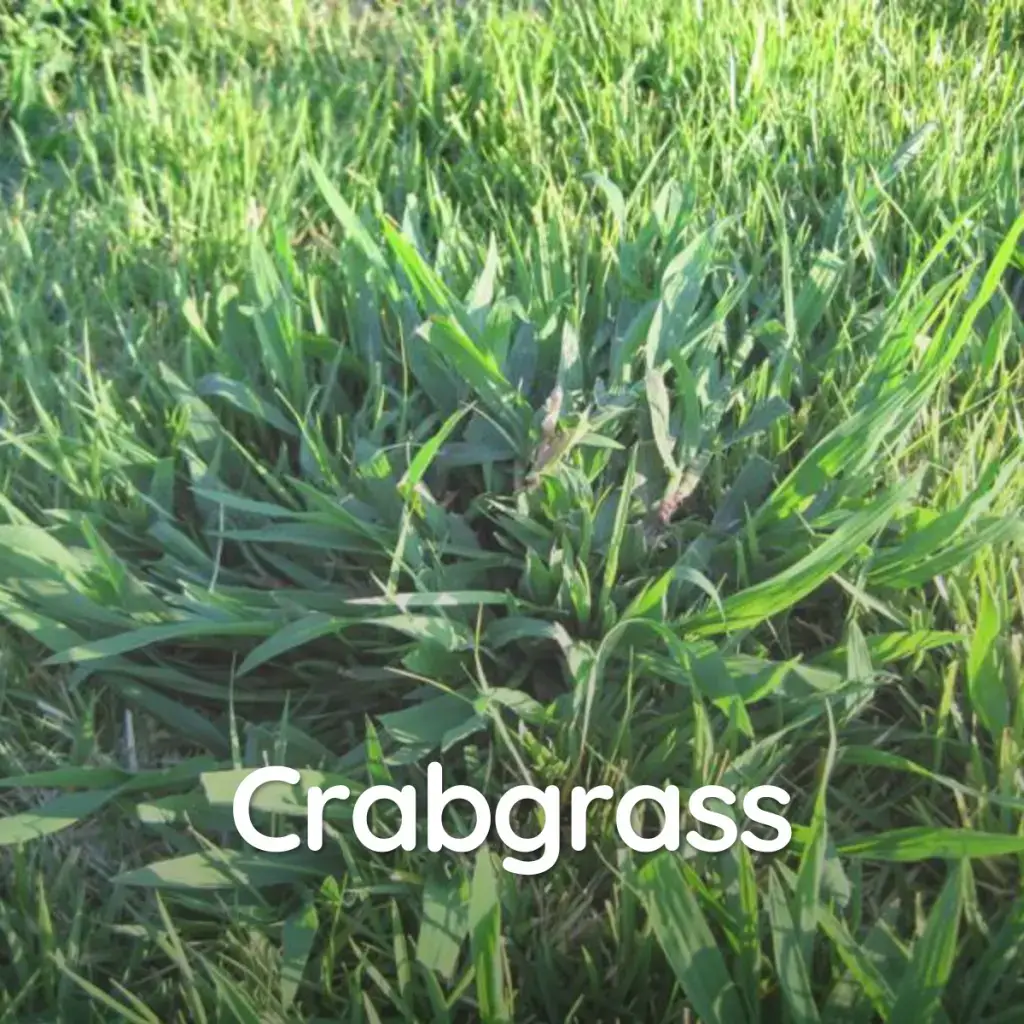 Common Weeds Atlanta Lawn Care Simply Green