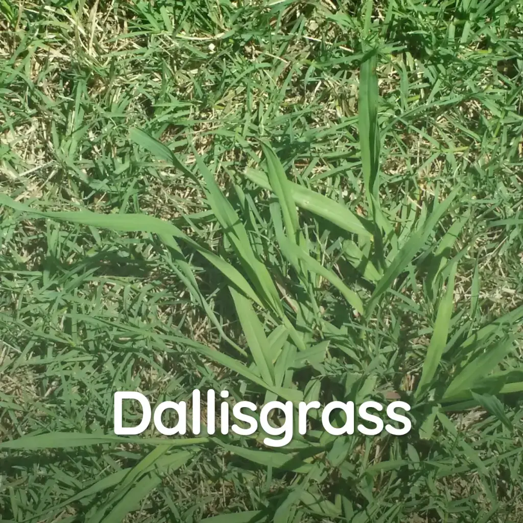 common-georgia-weeds-atlanta-lawn-care-simply-green