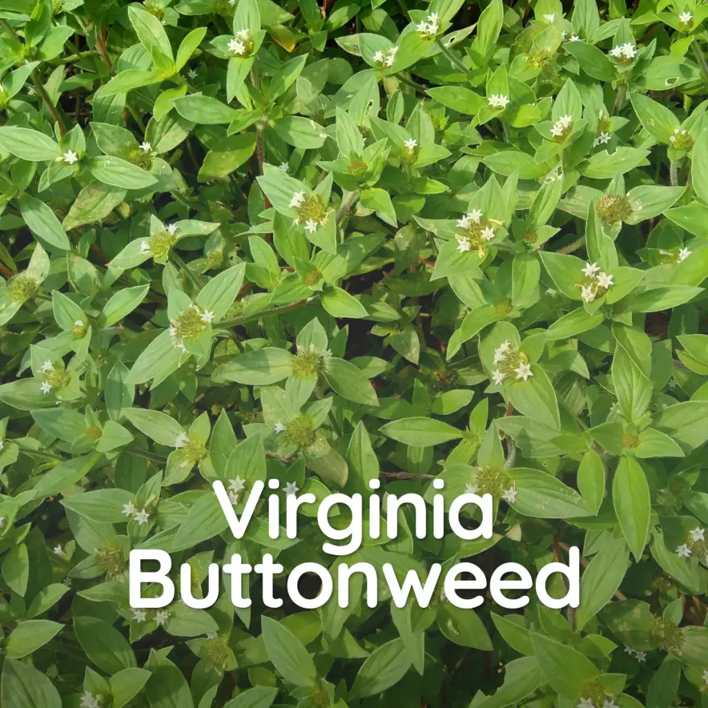 Common Weeds Atlanta Lawn Care Simply Green