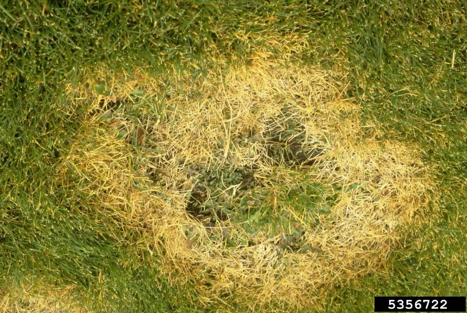 brown_patch__WilliamBrown_bugwood1
