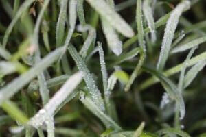 frosty winter grass