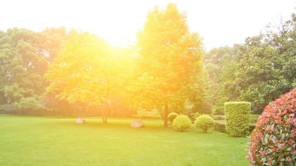 beautiful lawn