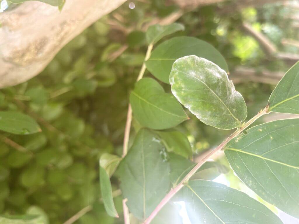 Powdery Mildew on Crape Myrtles Simply Green