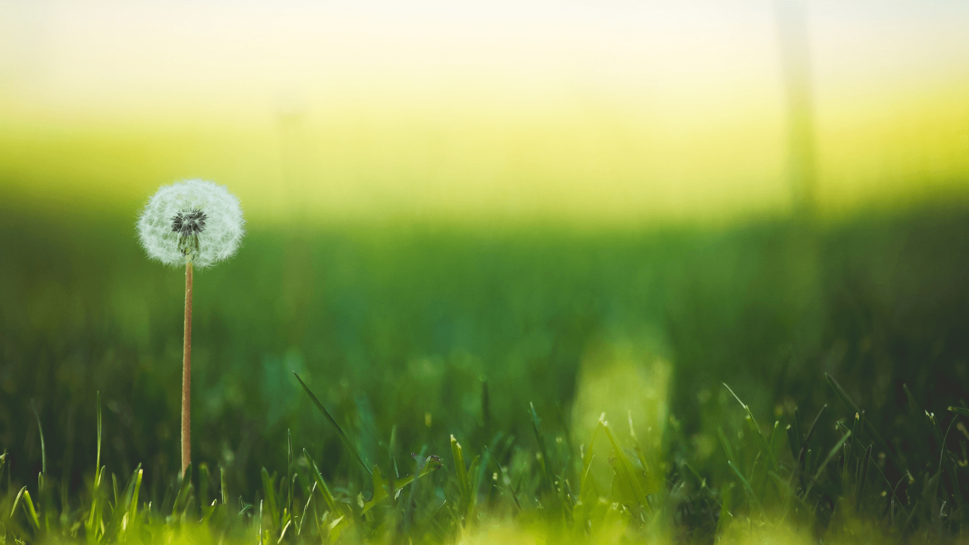 M35344 - Simply Green Lawncare - Blitz Cover Image (1)