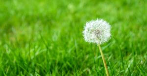 dandelion in grass