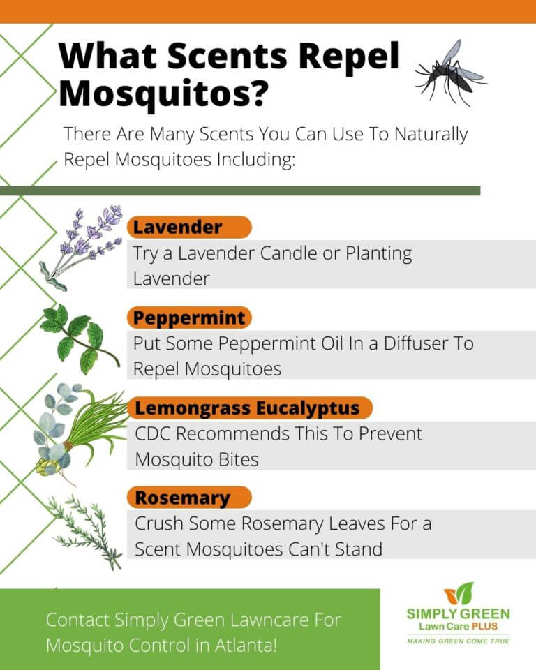 Scents that Repel Mosquitoes Simply Green