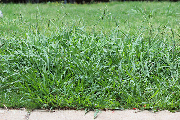 Lawn is overrun with crabgrass weeds, broadleaf weeds in lawn, weed control needed in lawn