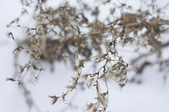 will-your-plants-survive-the-freeze-simply-green-lawn-care-plus-winter-damage