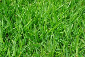 Best-Grasses-To-Grow-In-Georgia-For-Your-Lawn-Simply-Green-Lawn-Care