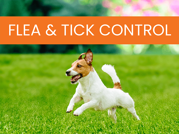 Simply-Green-Lawn-Care-Services-flea-and-tick-control