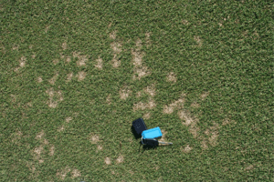 Photo of Dollar Spot Fungus in Lawn