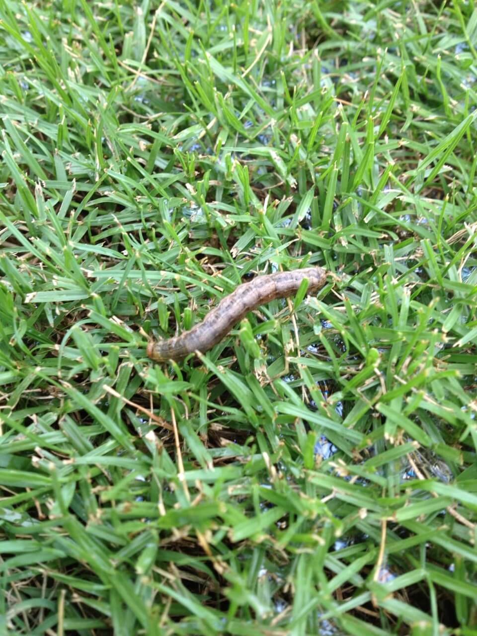 Army Worm