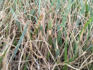 Brown Patch Fungus