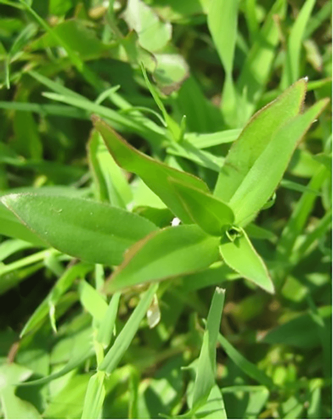 Weed Control Needed Early to Beat Weeds - Virginia Green