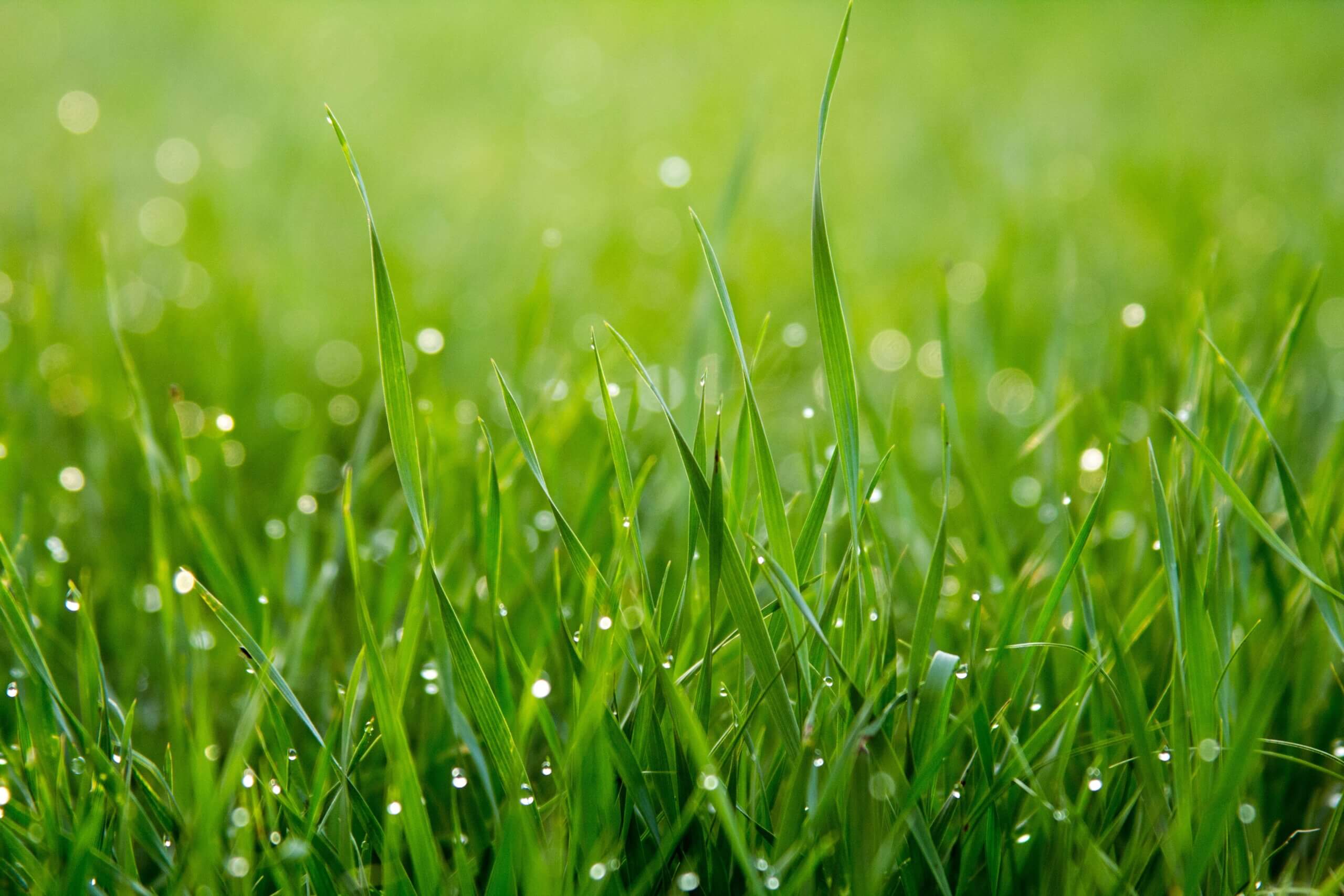Slow-Green-Up