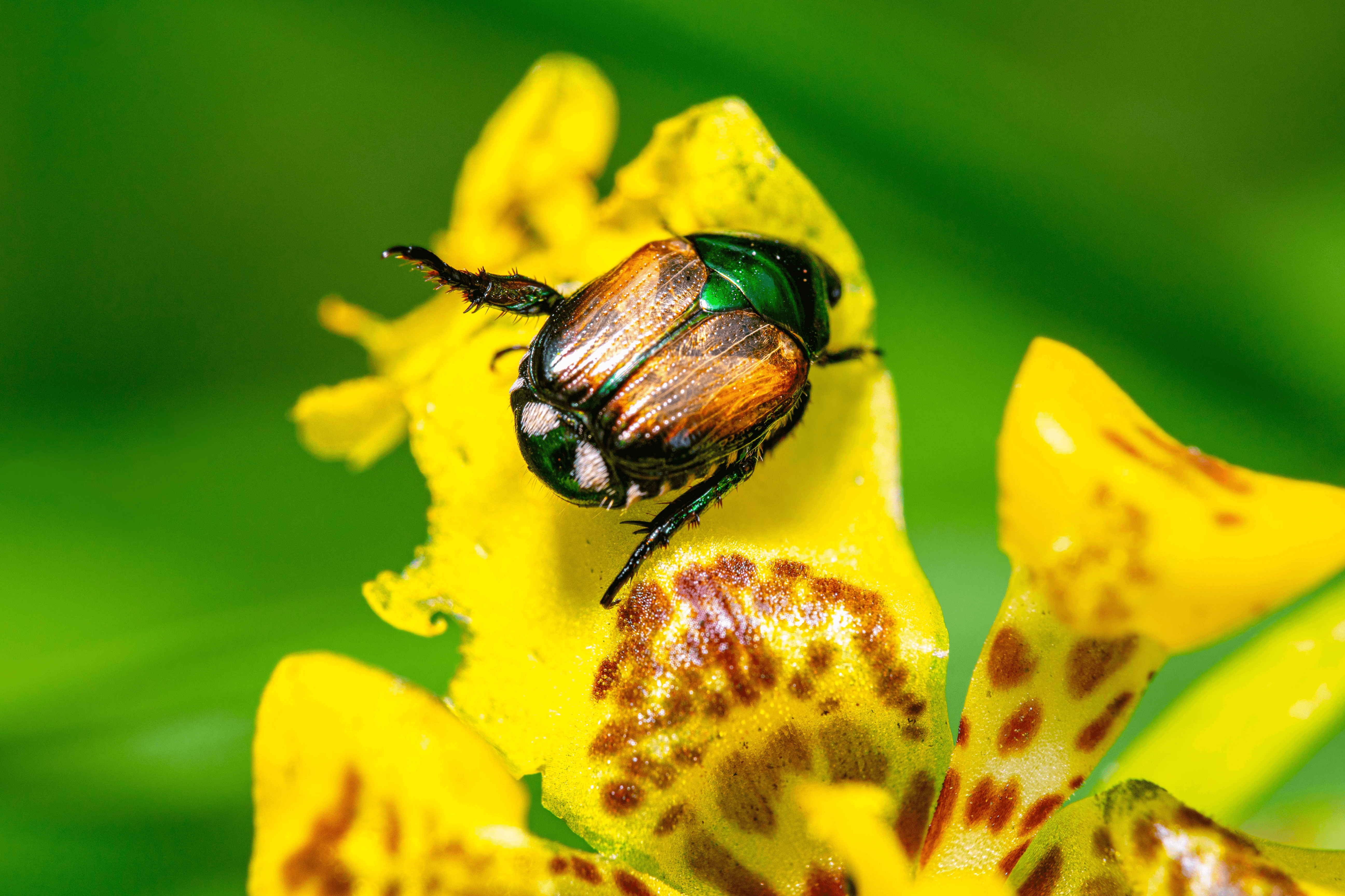 Japanese-Beetle-Garden-Pest-Simply-Green