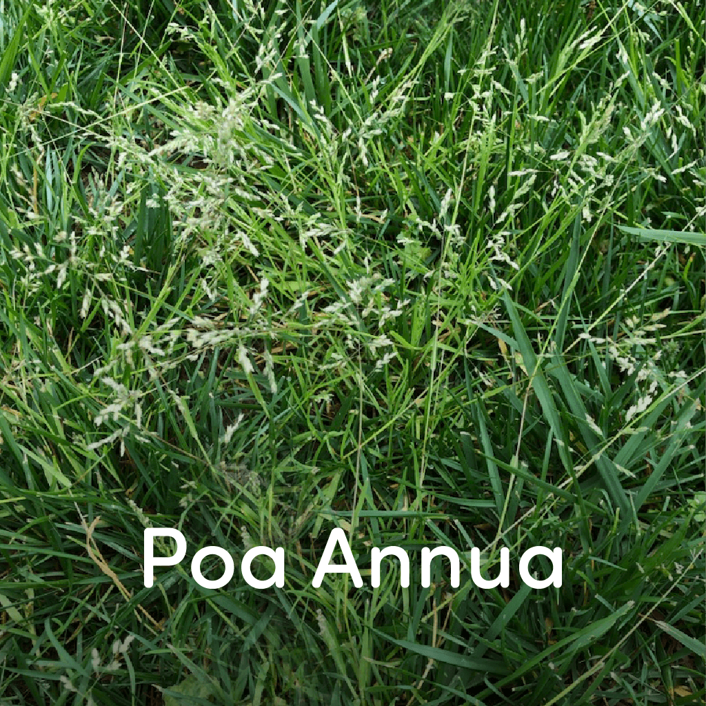Poa-annua-simplygreen-lawn-care-ga-weeds-1024x1024-01