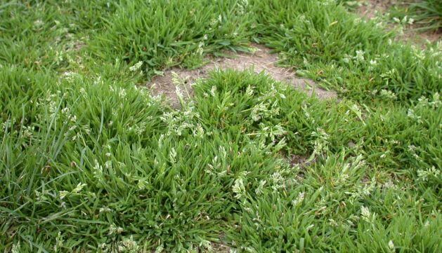 Poa Annua