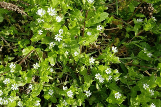 Chickweed-Simply-Green