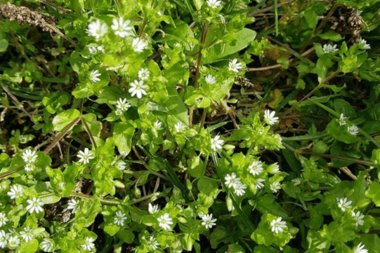 Chickweed