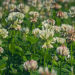 Clover is not always good luck
