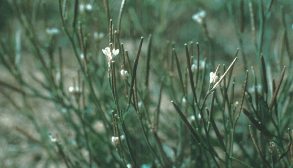 Bittercress