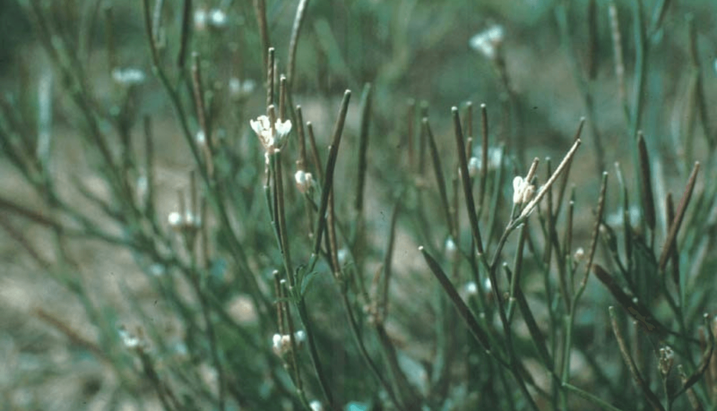 Bittercress