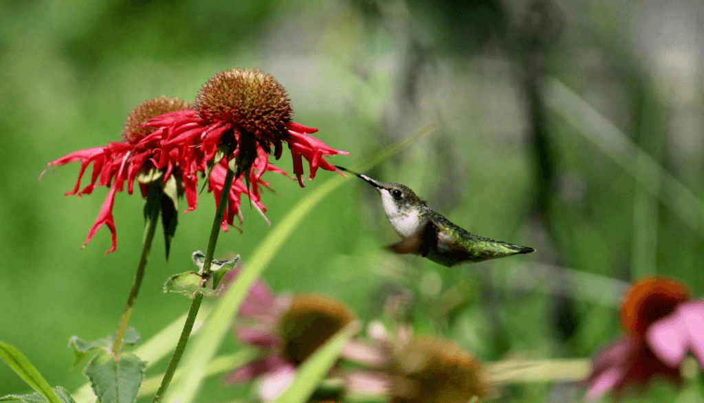 Humming Bird flying around flower