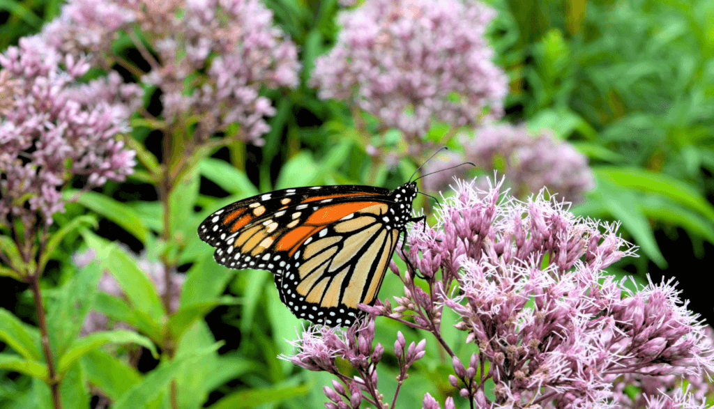 Planting a Pollinator-Friendly Garden