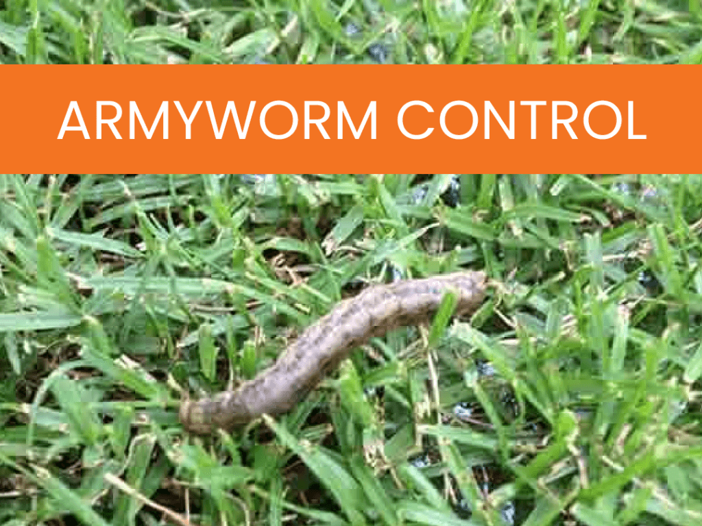 Lawn Care & Weed Control In Atlanta GA | Simply Green Lawn Care