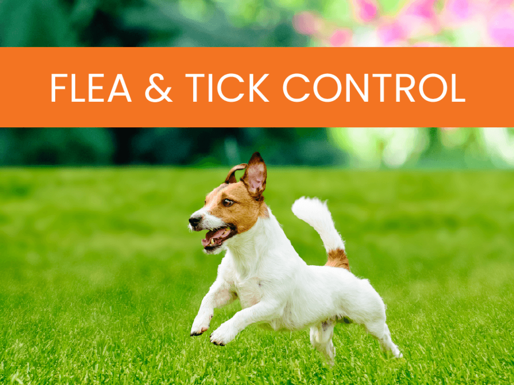Lawn Care & Weed Control In Atlanta GA | Simply Green Lawn Care