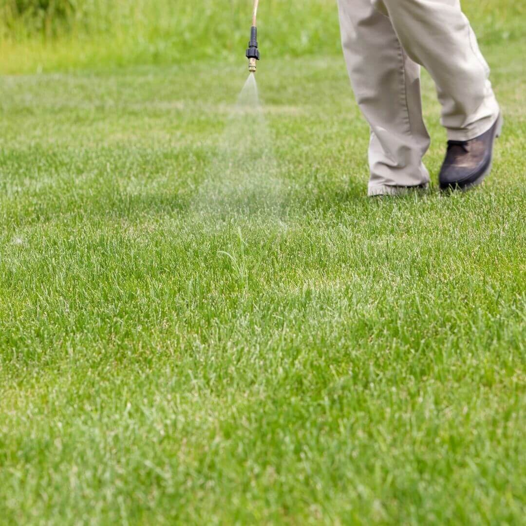 lawn care treatment