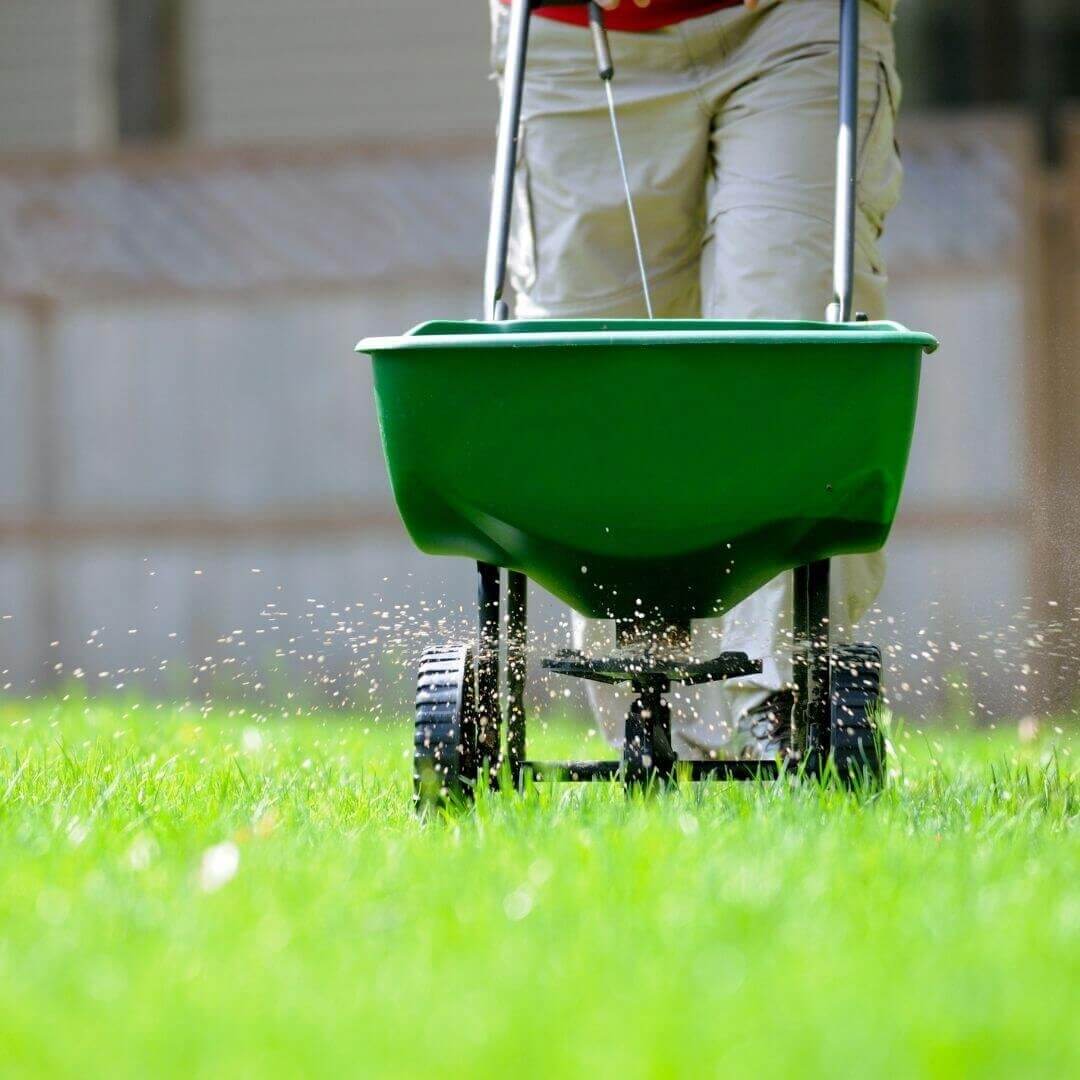 lawn fertilization