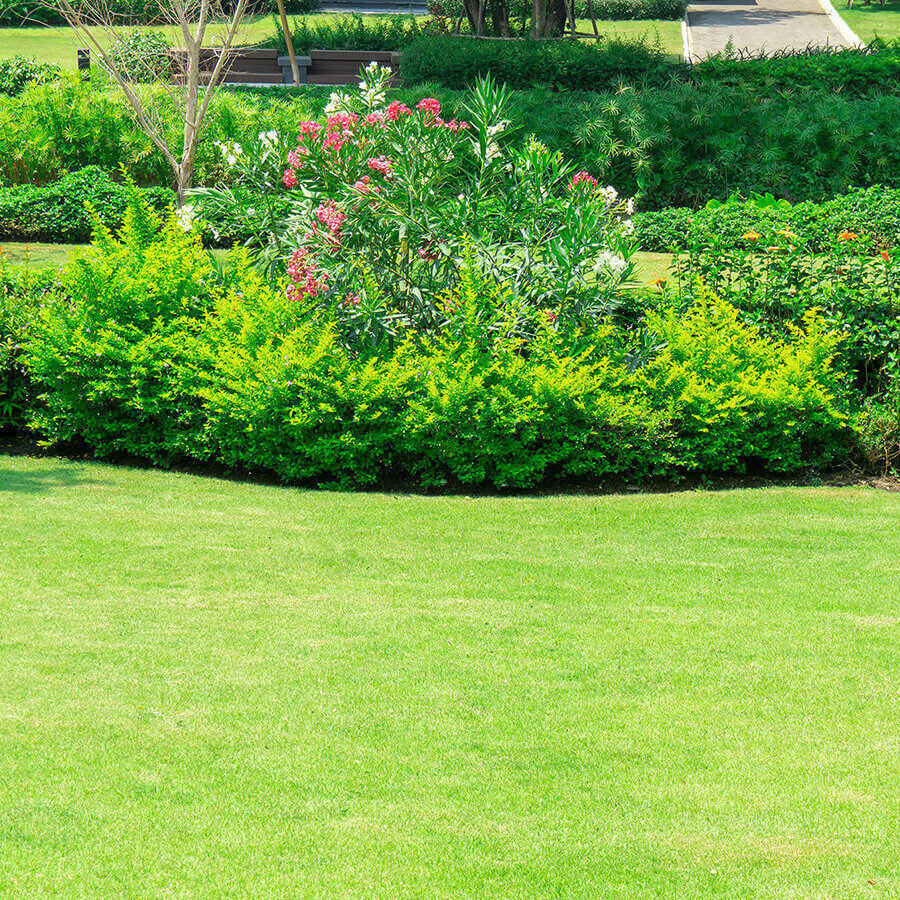 Sunlight shining over lawn