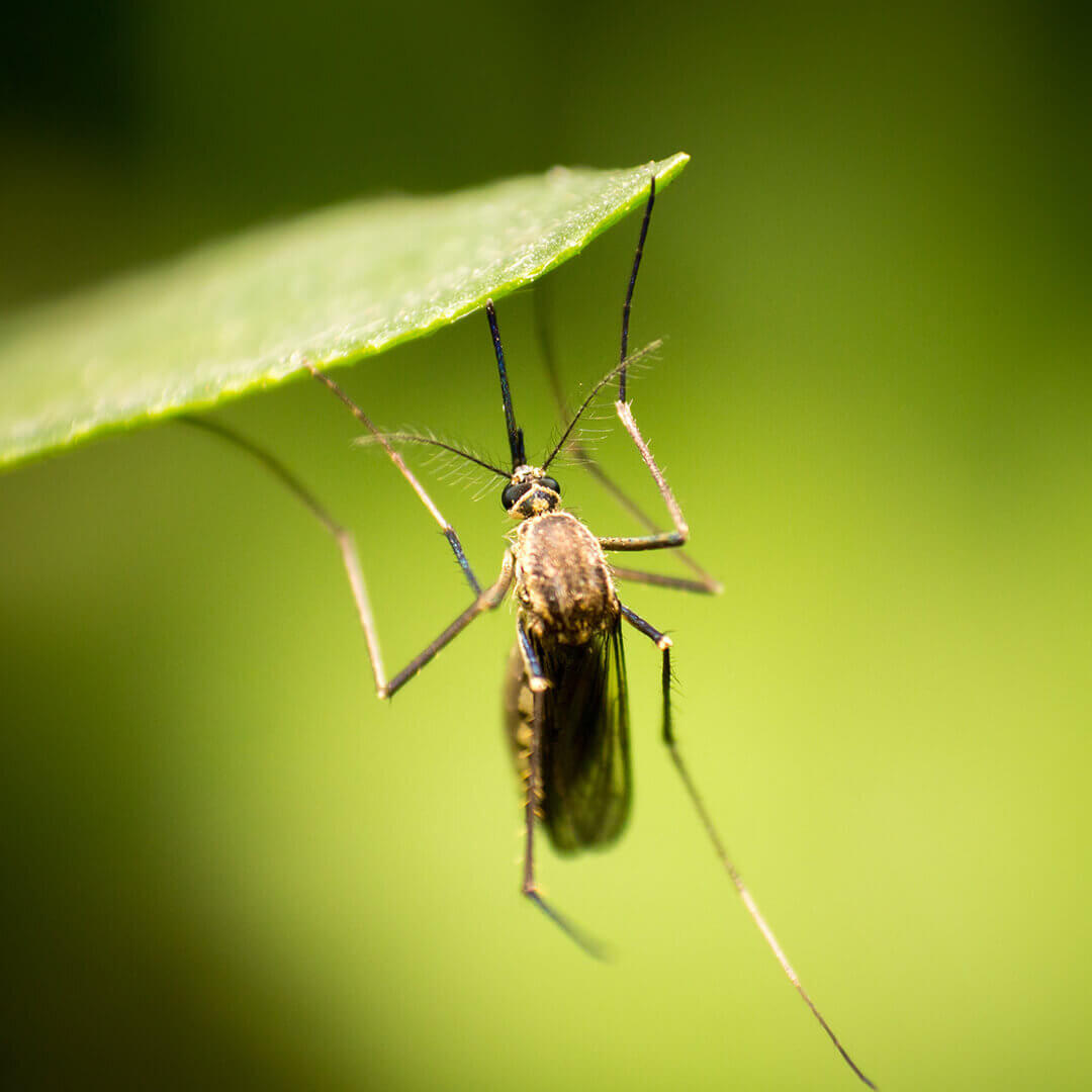 mosquito hanging on leaf