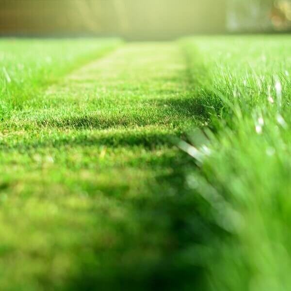 An image of a mowed stripe of grass.