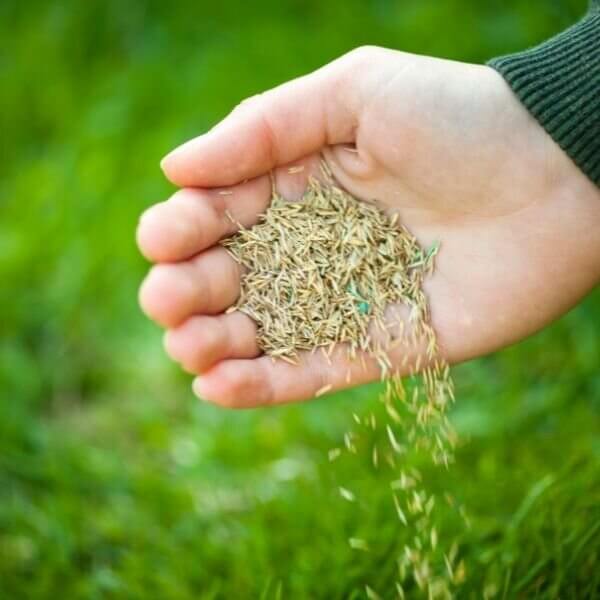 An mage of a hand pouring grass seed.