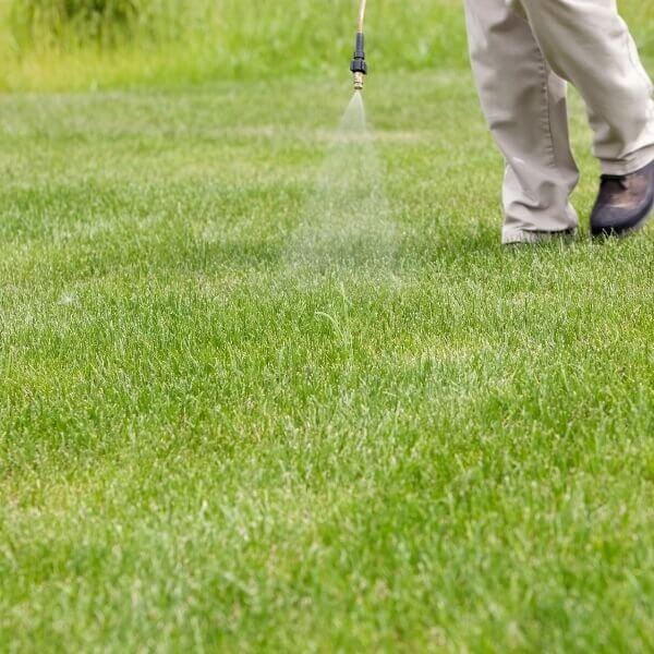 An image of someone spraying grass.