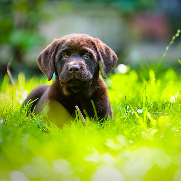 Puppy on green lawn