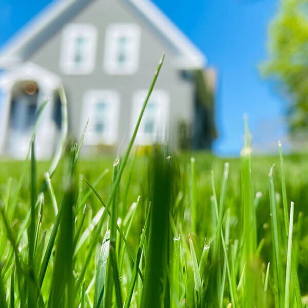 Lawn in front of house